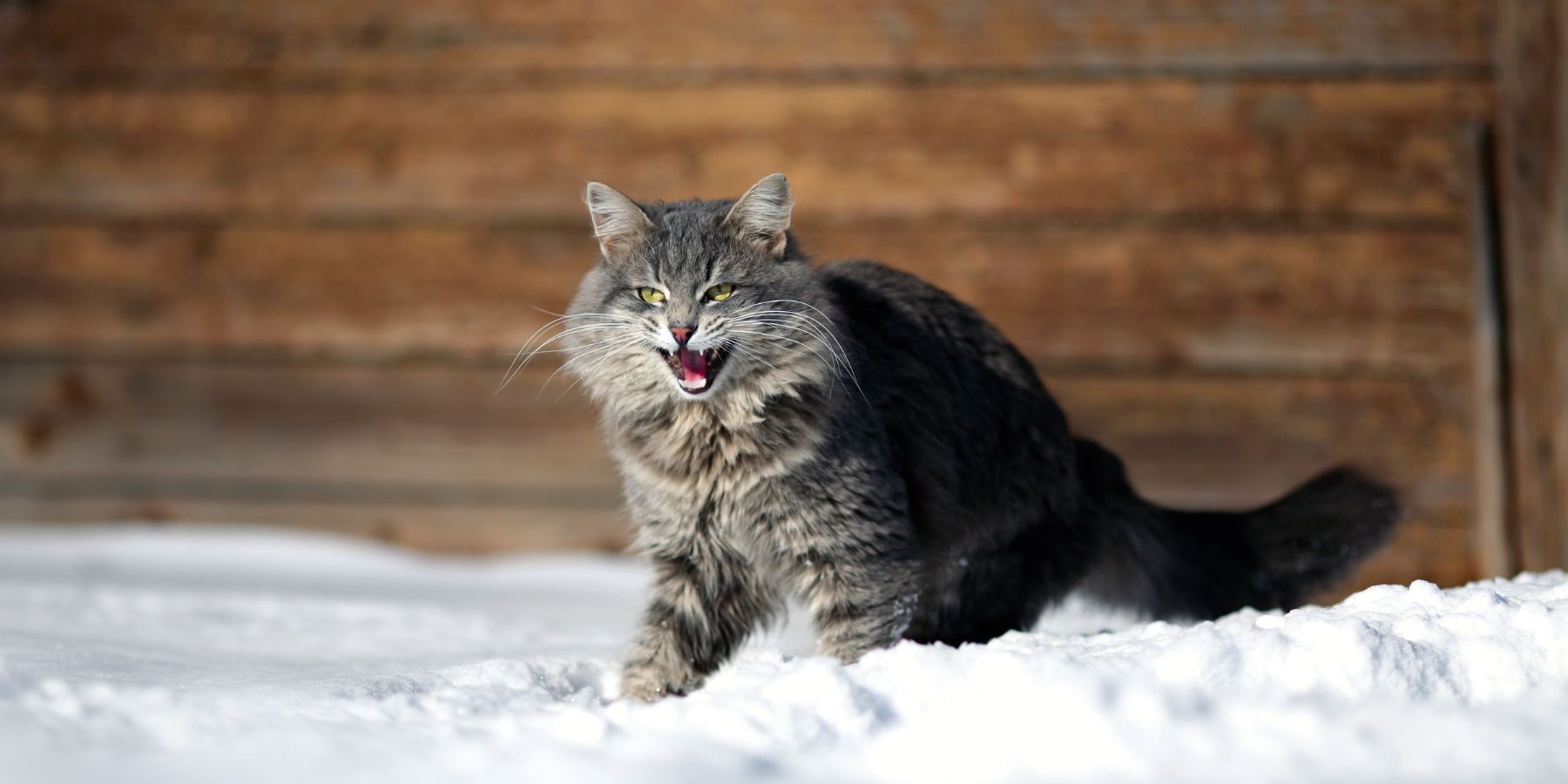 Cat Harness Training Tips for Beginners